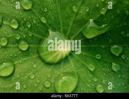 Close-up and top view image of dew on Centella asiatica leaf (Asiatic leaf, Asiatic pennywort or Indian pennywort) after the rain in the dark. It is n Stock Photo