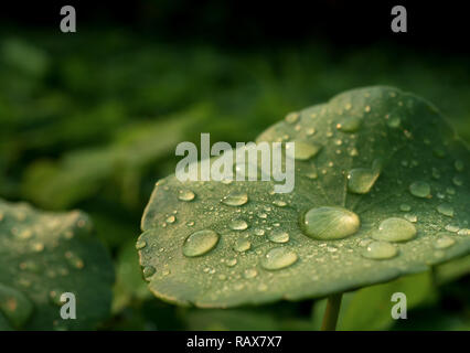 Close-up image of dew on Centella asiatica leaf (Asiatic leaf, Asiatic pennywort or Indian pennywort) after the rain in the dark. It is native to wetl Stock Photo