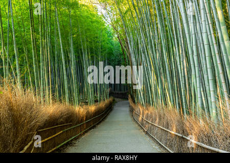 beautiful walkway in green bamboo forest, tourist famous place in Japan, Kyoto, Arashiyama Stock Photo