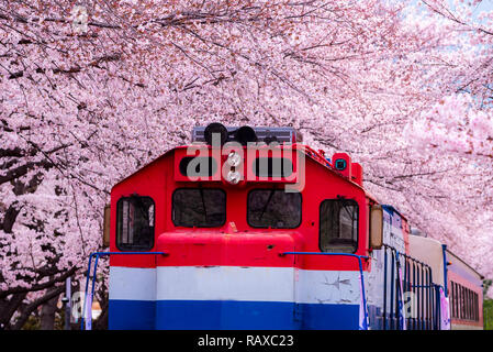 Cherry blossom festival at Gyeonghwa railway station.Jinhae,South Korea. Stock Photo