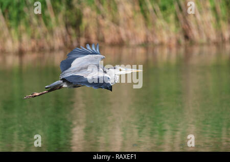 Grey Heron,airone cenerino (Ardea cinerea),adult in flight Stock Photo