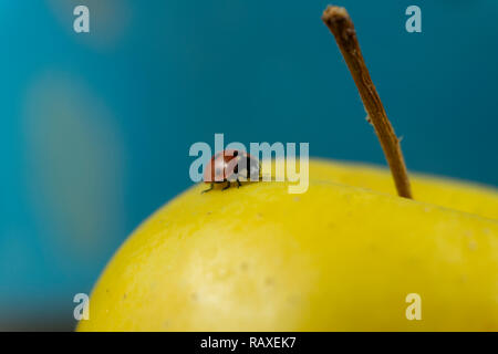 Red ladybird on a yellow ripe apple on a blue background Stock Photo