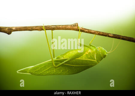 Green bush cricket, katydid or long-horned grasshopper (insect family Tettigoniidae) attached to a tree branch wooden stick macro closeup photo with l