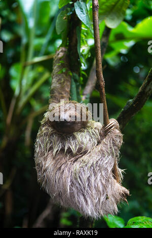 Three-toed sloth in Costa Rican rainforest Stock Photo