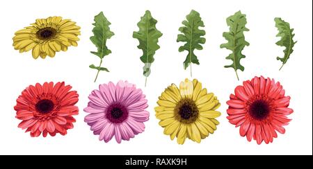 Watercolor flower gerbera and leaves elements isolated on white background, floral set, vector design for invitation, wedding, save the date, card, ho Stock Vector