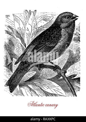 Vintage engraving of Altlantic canary or wild canary,small passerine songbird native to Canary islands, the Azores and Madeira, with yellow-green plumage and brown streaks . A domestic form, the domestic canary, is kept at home as pet. Stock Photo