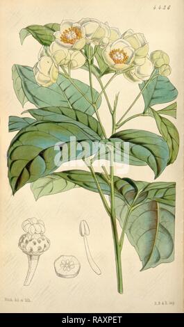 Botanical Print by Walter Hood Fitch 1817 – 1892, W.H. Fitch was an botanical illustrator and artist, born in Glasgow reimagined Stock Photo
