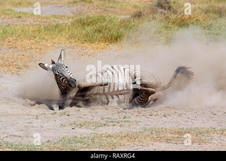 A plains zebra (Equus burchelli) rolling in dust, Amboseli National Park, Kenya Stock Photo