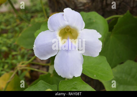 beautiful blue purple soft nice flower of Laurel clock vine Blue trumpet vine Thunbergia laurifolia cold herbs in Thailand and tropical zone Stock Photo