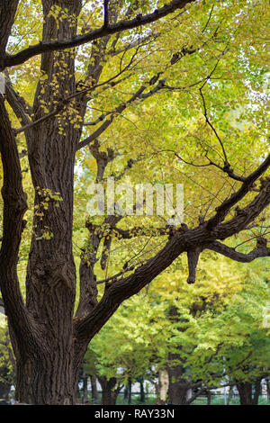 Ginkgo biloba leaf changing color in the ueno park tokyo japan. Stock Photo