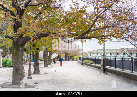 TOKYO, JAPAN - November 19, 2018: Cherry Blossoms Along the Sumida River in Tsukuda Park with Tobu Skytree line train in background Stock Photo