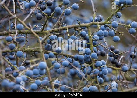 Schlehe, Schlehenfrüchte, Frucht, Früchte, Schlehenbeeren, Schlehen, Gewöhnliche Schlehe, Schwarzdorn, Prunus spinosa, Blackthorn, Sloe, fruit, Epine  Stock Photo