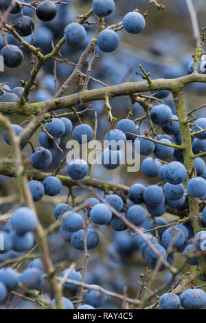 Schlehe, Schlehenfrüchte, Frucht, Früchte, Schlehenbeeren, Schlehen, Gewöhnliche Schlehe, Schwarzdorn, Prunus spinosa, Blackthorn, Sloe, fruit, Epine  Stock Photo