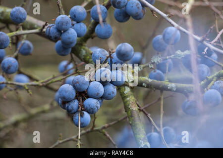 Schlehe, Schlehenfrüchte, Frucht, Früchte, Schlehenbeeren, Schlehen, Gewöhnliche Schlehe, Schwarzdorn, Prunus spinosa, Blackthorn, Sloe, fruit, Epine  Stock Photo