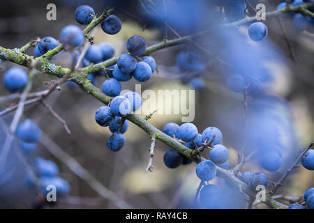 Schlehe, Schlehenfrüchte, Frucht, Früchte, Schlehenbeeren, Schlehen, Gewöhnliche Schlehe, Schwarzdorn, Prunus spinosa, Blackthorn, Sloe, fruit, Epine  Stock Photo