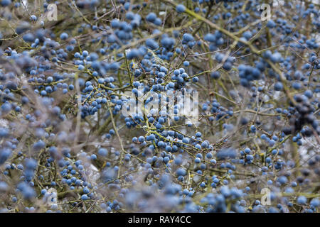 Schlehe, Schlehenfrüchte, Frucht, Früchte, Schlehenbeeren, Schlehen, Gewöhnliche Schlehe, Schwarzdorn, Prunus spinosa, Blackthorn, Sloe, fruit, Epine  Stock Photo