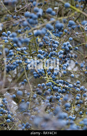 Schlehe, Schlehenfrüchte, Frucht, Früchte, Schlehenbeeren, Schlehen, Gewöhnliche Schlehe, Schwarzdorn, Prunus spinosa, Blackthorn, Sloe, fruit, Epine  Stock Photo