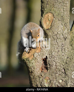 Grey squirrel sitting on a tree in Stanley Park, Blackpool, Lancashire UK