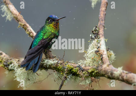 Hummingbird in Costa Rica Stock Photo