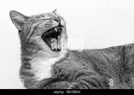 Closeup black-and-white portrait of yawning cat on light grey background. Shallow focus. Stock Photo