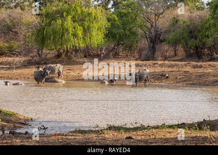 Buffaloes in the wild in a  lake at Yala NP in  Sri Lanka Stock Photo