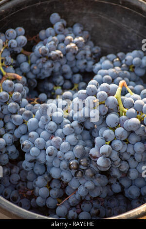 First new harvest of black wine grape in Provence, France, ready for first pressing, traditional festival in France close up Stock Photo