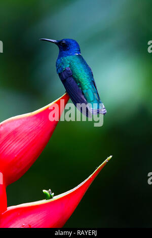 White-necked jacobin hummingbird, Costa Rica rainforest Stock Photo