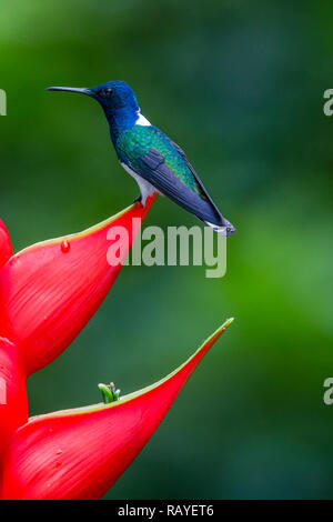White-necked jacobin hummingbird, Costa Rica rainforest