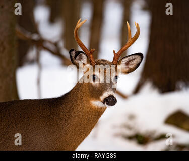 An elusive trophy whitetail deer buck hiding in the forest in the Adirondack Mountains wilderness. Stock Photo