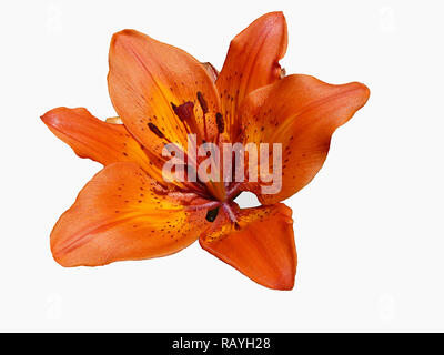 Flower to red lily close-up insulated on white background Stock Photo