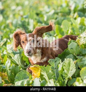 english cocker spaniel Stock Photo