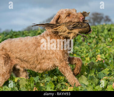 hungarian wirehaired vizsla retrieving dead pheasant Stock Photo