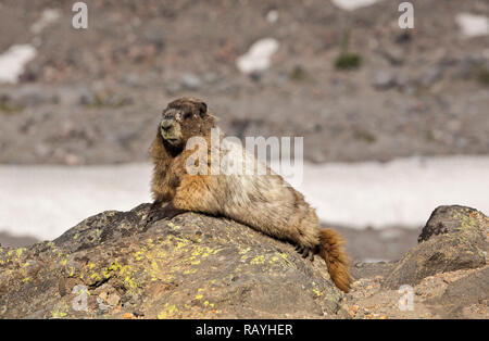 WA15658-00...WASHINGTON - A hoary marmot sunbathing and watching tourists at Glacier Vista in Mount Rainier National Park. Stock Photo