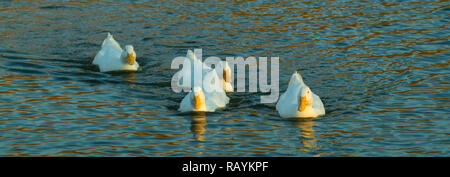 four Aylesbury Peking Ducks swimming towards camera on rippled water lake Stock Photo