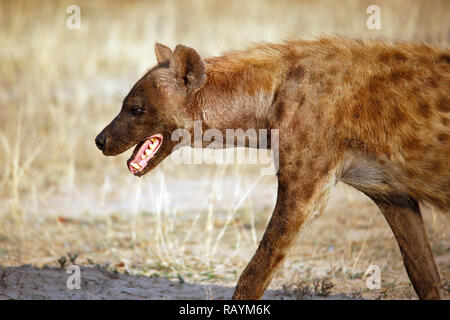 Spotted Hyena (Crocuta crocuta) in Profile. Satara, Kruger Park, South Africa Stock Photo