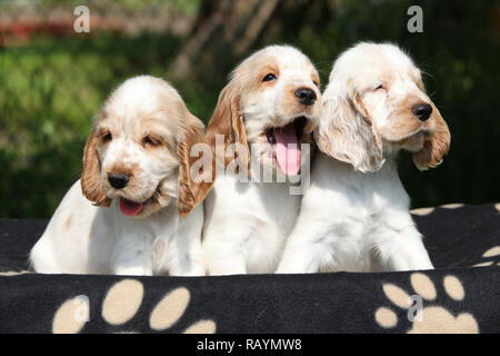 Gorgeous English Cocker Spaniel puppies sitting together Stock Photo