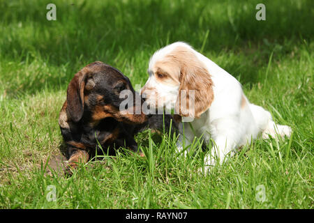 Dachshund with English Cocker Spaniel on green grass Stock Photo