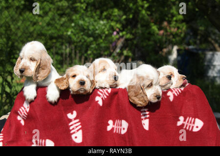 Gorgeous English Cocker Spaniel puppies with red blanket Stock Photo