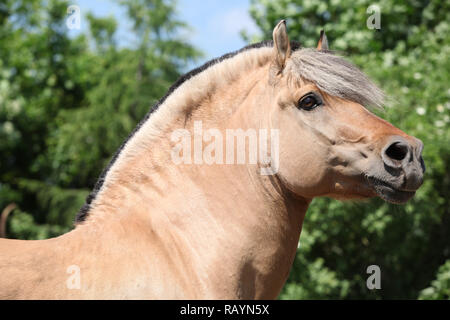 Portrait of beautiful fjord pony stallion in nature Stock Photo