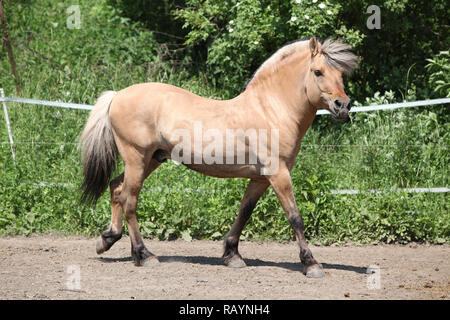 Beautiful fjord pony stallion moving in paddock Stock Photo