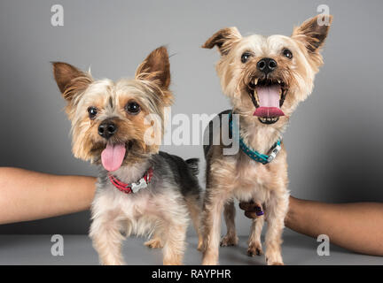 Yorkshire Terriers get a helping hand! Double trouble! UK doggy friends. Stock Photo