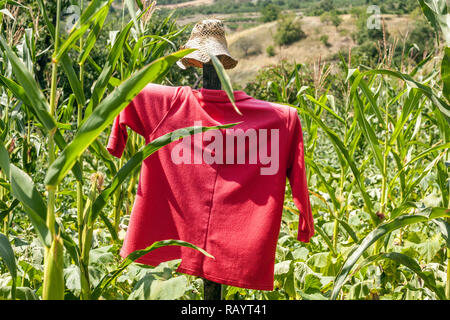 Scarecrow field with hat in corn Stock Photo