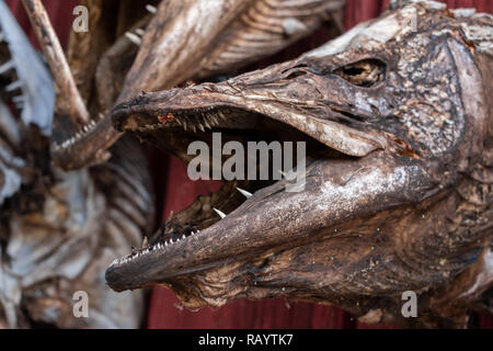 Dried head of fish on the wall Stock Photo