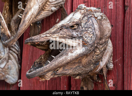 Dried head of fish on the wall Stock Photo