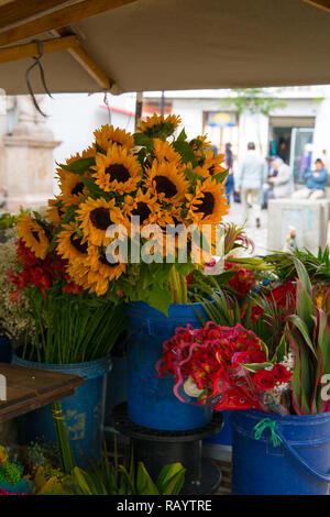 Ecuador, Cuenca, Nov 2018 - Bucket of sunflowers for sale in the flower market in Cuenca old town Stock Photo