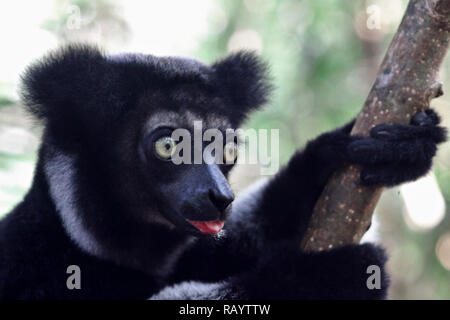 Sideways photo of Indri Indri mother with baby climbing a tree, Andasibe, Madagascar Stock Photo