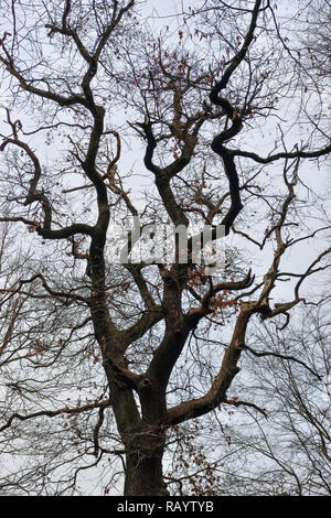Tree top of a very old oak tree in the Hambacher Forst in winter. The Hambacher Forst is an old natural forest. Stock Photo