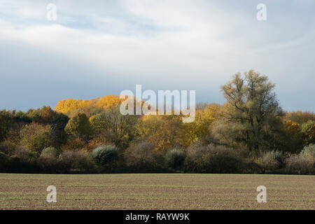 Brilliant fall colors along at the edge of a forest, autumn colored foliage in late afternoon, Europe. Stock Photo