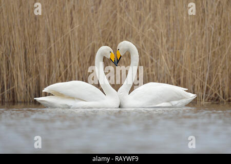 Whooper Swans ( Cygnus cygnus ), couple displaying, forming a love heart, Europe.