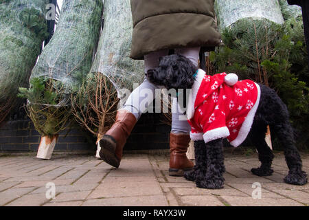 A small dog in a Christmas suit helps select a Christmas tree at Christmas time Stock Photo